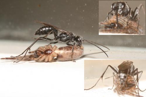 Réf. 52 861 : Auplopus carbonarius