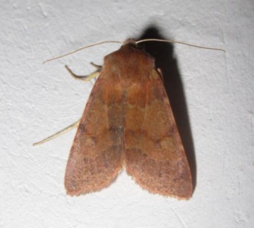 Agrochola helvola