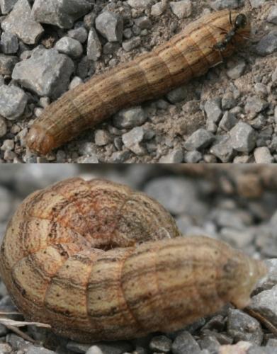 Mythimna sp.