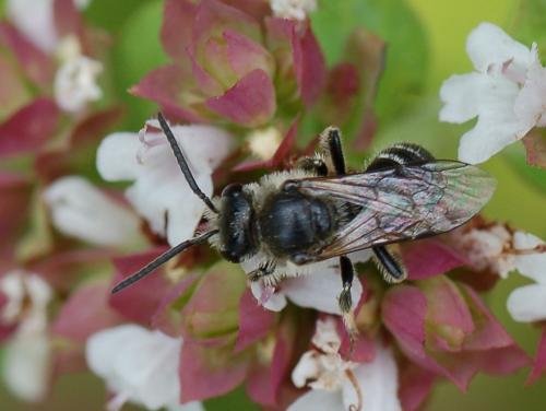 Lasioglossum leucozonium