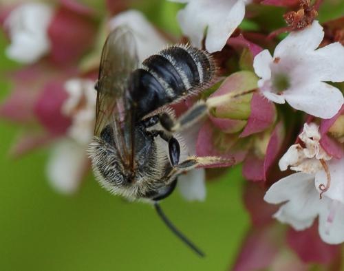 Réf. 52 538 : Lasioglossum leucozonium