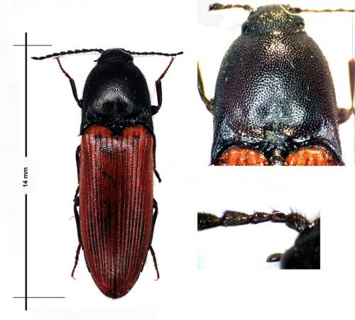 Ampedus sp.