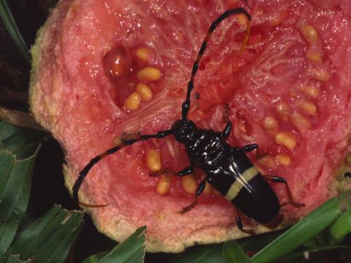 Andraegoidus lacordairei