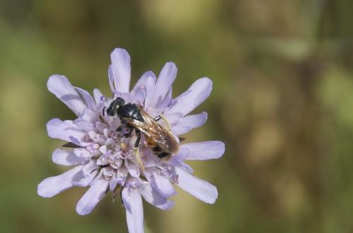 Andrena hattorfiana