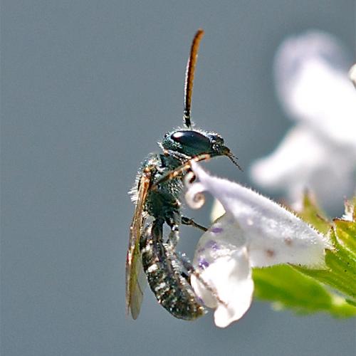 Lasioglossum sp.