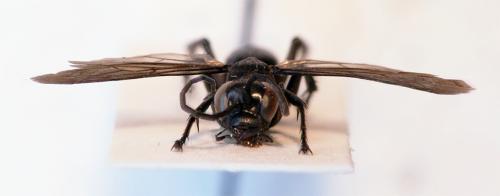 Anoplius nigerrimus