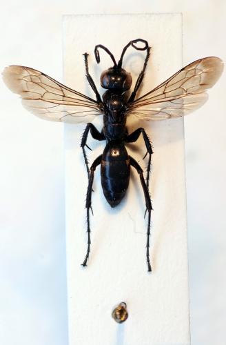 Anoplius nigerrimus