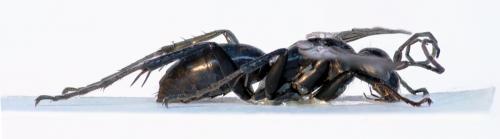Anoplius nigerrimus