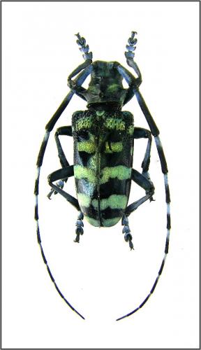 Anoplophora zonator