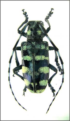 Réf. 52 701 : Anoplophora zonator