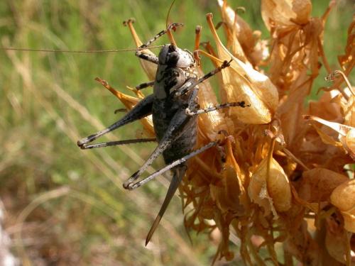 Antaxius pedestris pedestris