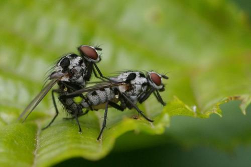 Réf. 52 494 : Anthomyia procellaris