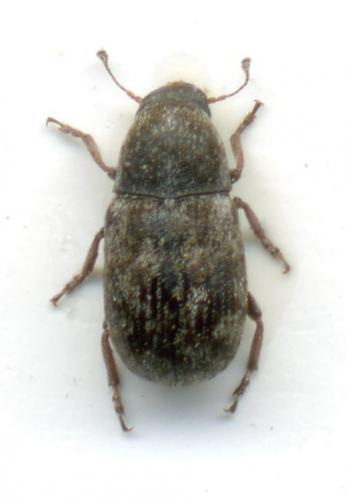 Opanthribus tessellatus