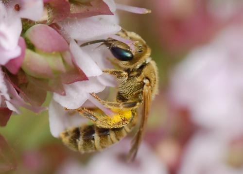 Seladonia subaurata