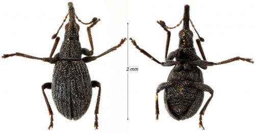 Holotrichapion ononis