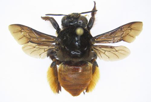 Réf. 52 515 : Centris sp.