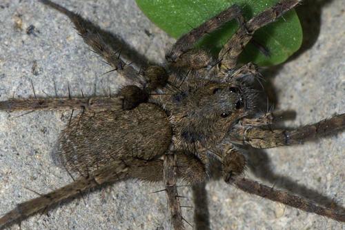 Pardosa sp.