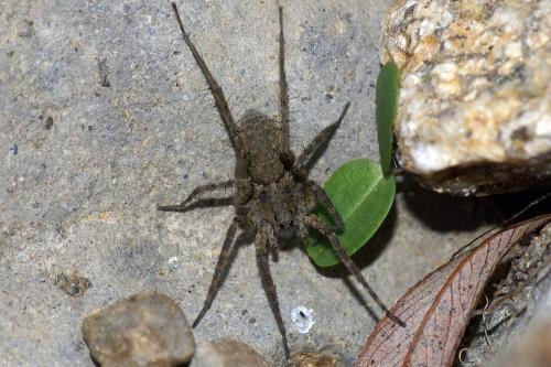 Pardosa sp.