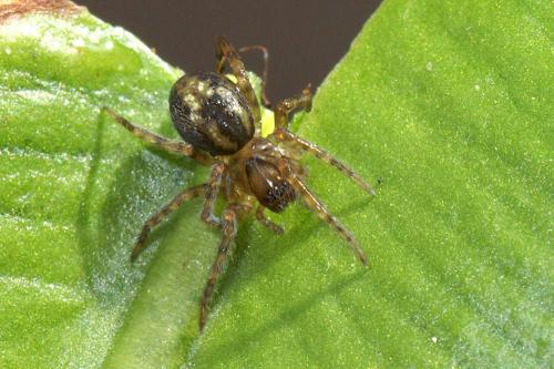 Amaurobius sp.