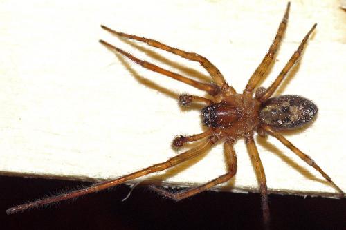 Réf. 52 865 : Amaurobius sp.