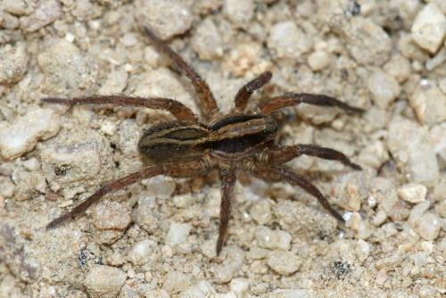 Réf. 52 181 : Alopecosa cuneata
