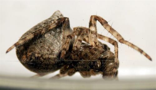 Gibbaranea bituberculata