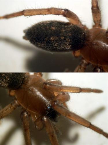 Haplodrassus sp.