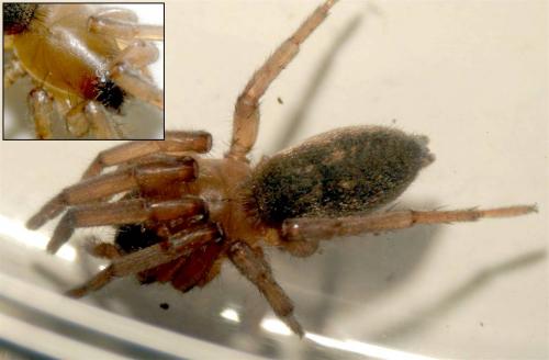 Haplodrassus sp.