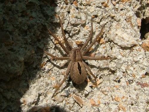 Thanatus formicinus