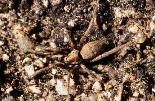 Nomisia sp.