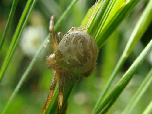 Xysticus sp.