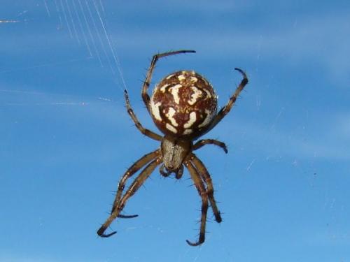 Neoscona byzanthina