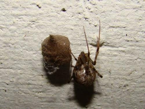 Parasteatoda tepidariorum