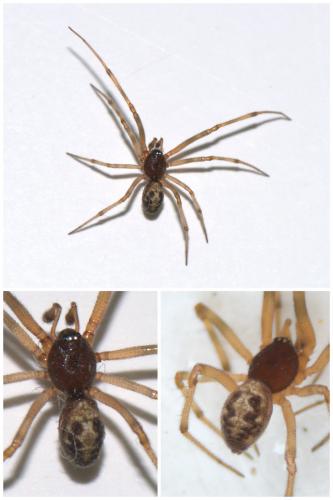 Steatoda triangulosa