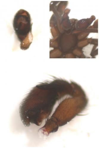 Zelotes subterraneus