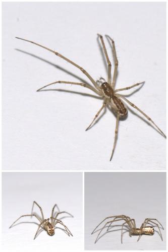 Neriene radiata