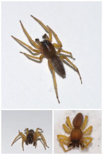 Réf. 52 634 : Clubiona lutescens