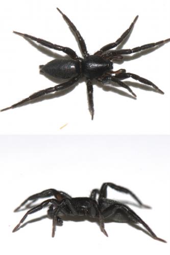 Zelotes subterraneus