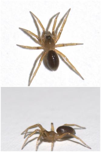 Microneta viaria