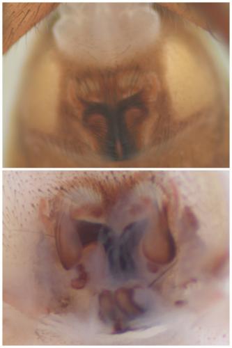 Agroeca brunnea