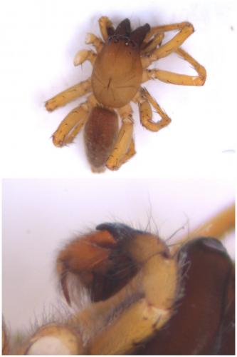 Clubiona lutescens