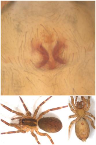 Scotina celans