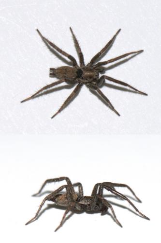 Réf. 52 779 : Nomisia exornata