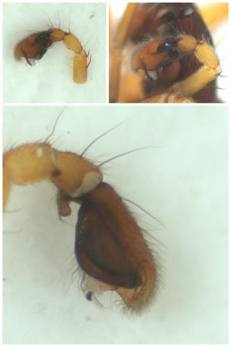 Réf. 52 672 : Clubiona lutescens
