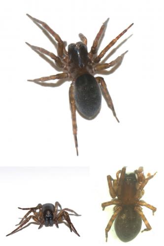 Réf. 52 315 : Amaurobius erberi