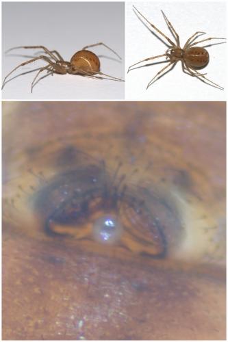 Réf. 52 184 : Linyphia triangularis