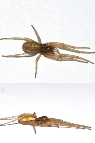 Pachygnatha clercki