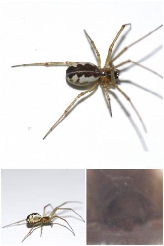 Réf. 52 863 : Neriene peltata