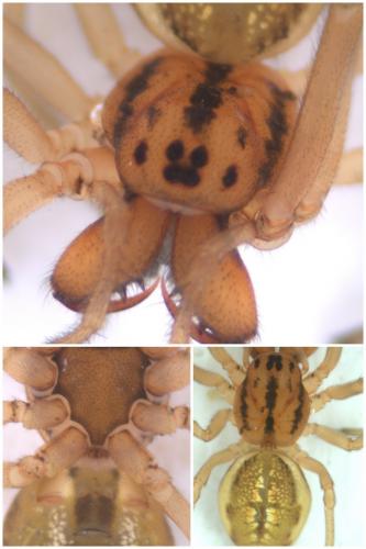 Réf. 52 192 : Pachygnatha clercki
