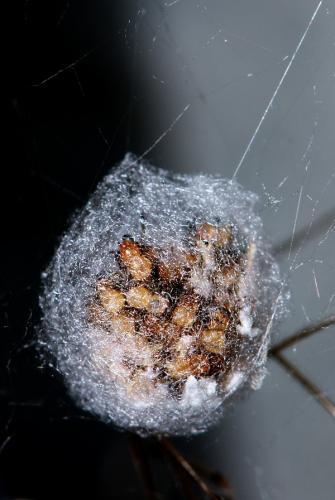 Réf. 52 890 : Steatoda triangulosa